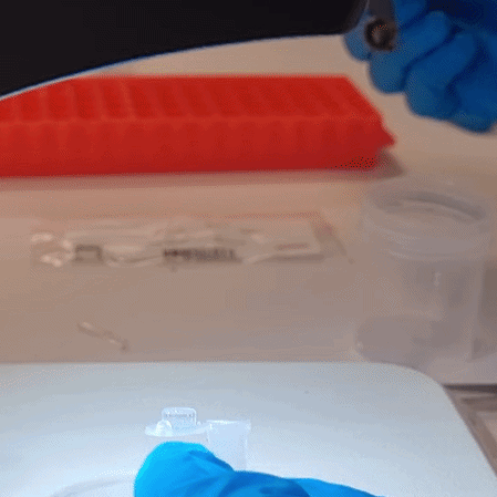 En hånd med hanske plukker opp en sprellende skolopender med en pinsett og holder den over et plastrør med plastfilm over.